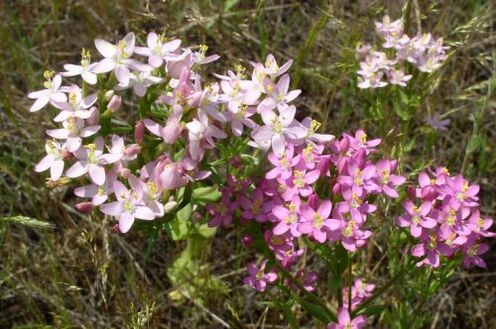 Goldenger για την άρνηση αλκοόλ